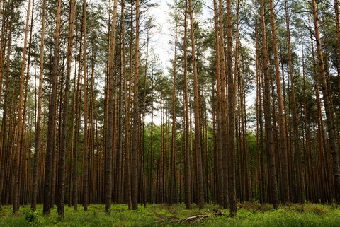 Räuber Heine Klemens Wald